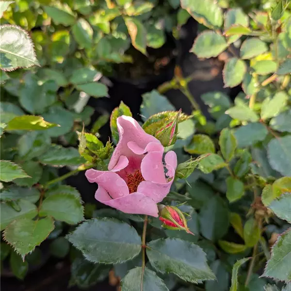 Rosa (Floribundarose) 'For Your Eyes Only'