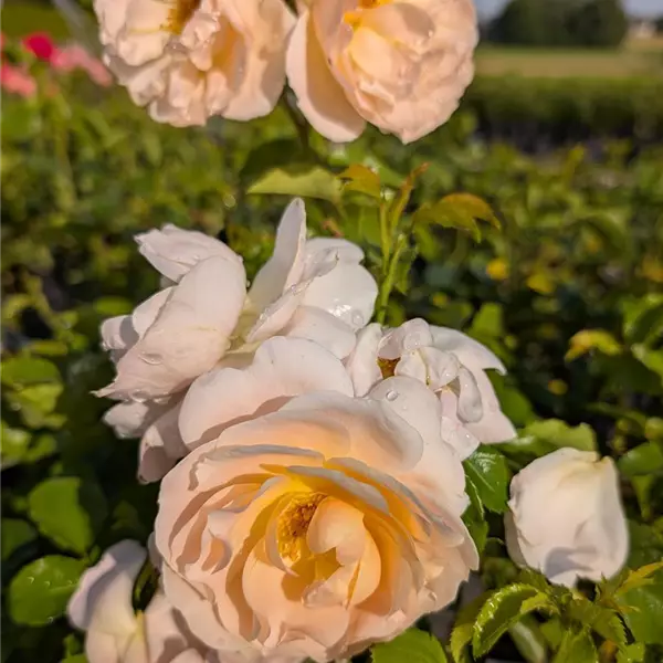 Rosa (Floribundarose) 'Isarperle'
