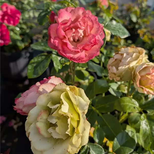 Rosa (Floribundarose) 'Jubilée du Prince de Monaco'