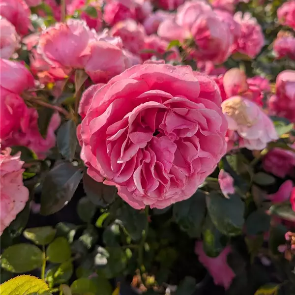 Rosa (Floribundarose) 'Leonardo da Vinci'