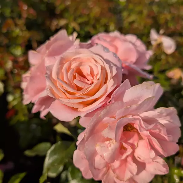 Rosa (Floribundarose) 'Liebeslied'