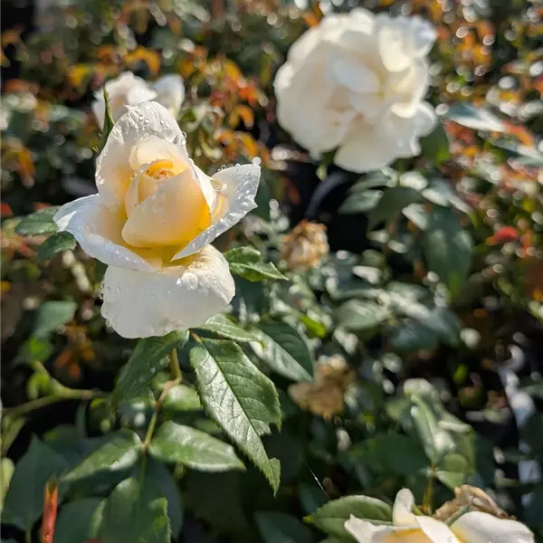 Rosa (Floribundarose) 'Lion's Rose'