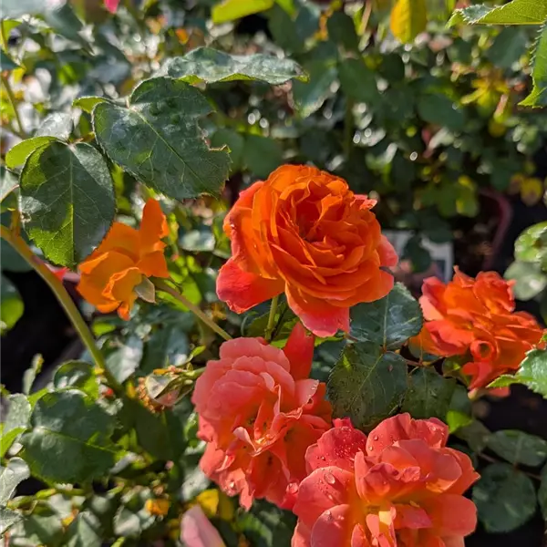 Rosa (Floribundarose) 'Morning Sun'