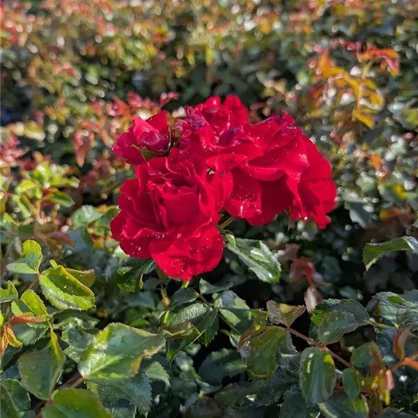 Rosa (Floribundarose) 'Pepino'