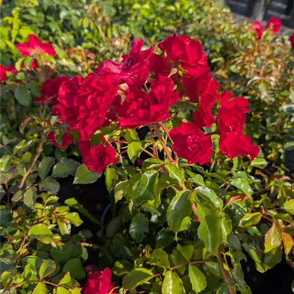 Rosa (Floribundarose) 'Rotilia'