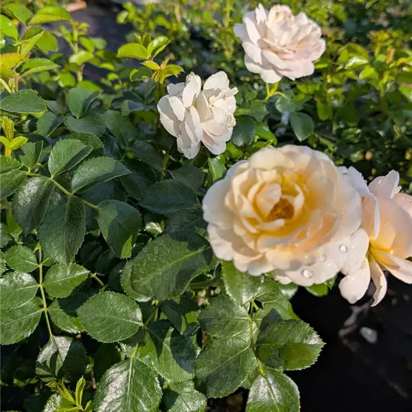Rosa (Floribundarose) 'Sirius'