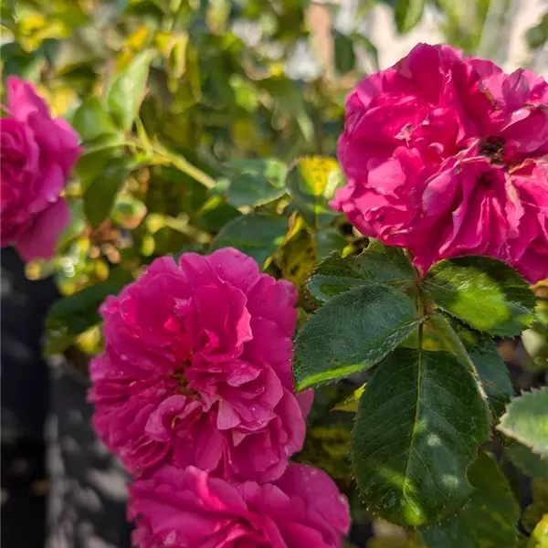 Rosa (Floribundarose) 'Westpol'
