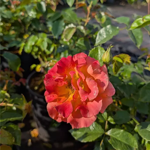 Rosa (Floribundarose) 'Westzeit'