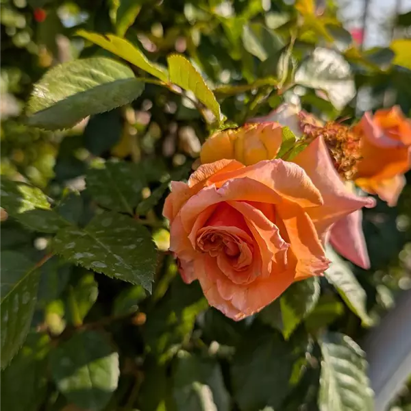 Rosa (Kletterrose) 'Barock'