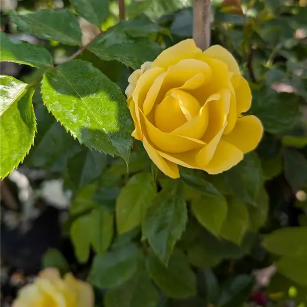 Rosa (Kletterrose) 'Dukat'