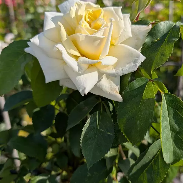 Rosa (Kletterrose) 'Elfe'