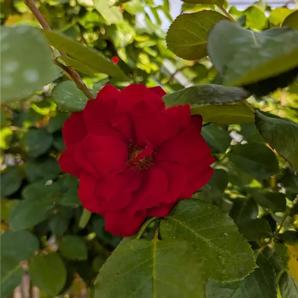 Rosa (Kletterrose) 'Exploit'