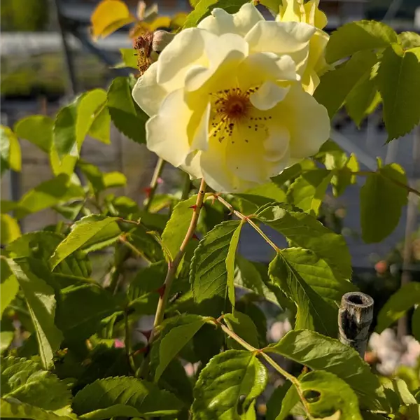 Rosa (Kletterrose) 'Golden Gate'