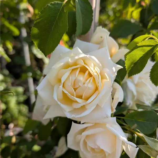 Rosa (Kletterrose) 'Ilse Krohn Superior'