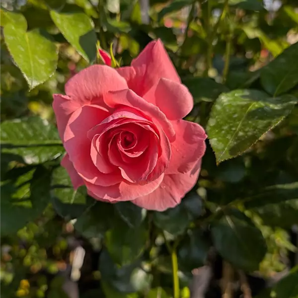 Rosa (Kletterrose) 'Lawinia'