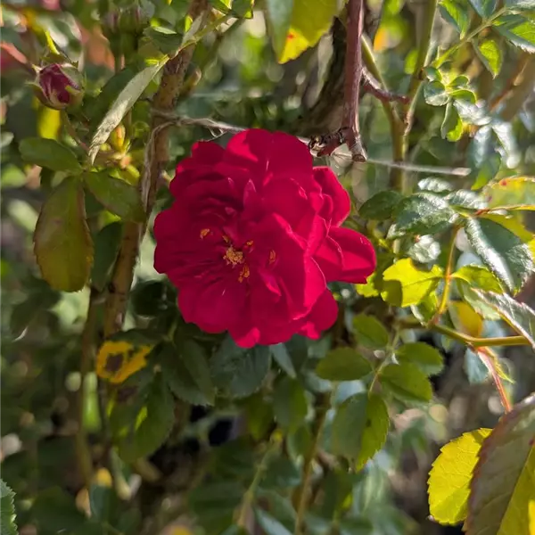Rosa (Kletterrose) 'Lola'