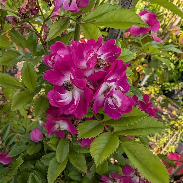 Rosa (Kletterrose) 'Perennial Blue'