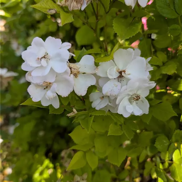 Rosa (Kletterrose) 'Perennial Blush'