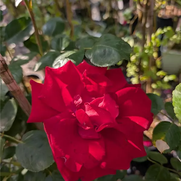 Rosa (Kletterrose) 'Santana'