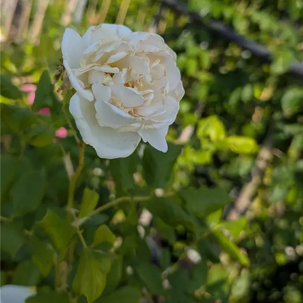 Rosa (Kletterrose) 'Schneewalzer'