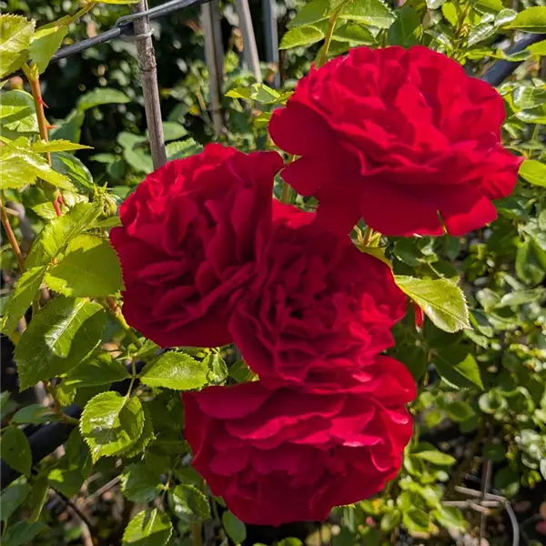 Rosa (Kletterrose) 'Sympathie'