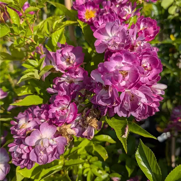 Rosa (Kletterrose) 'Veilchenblau'