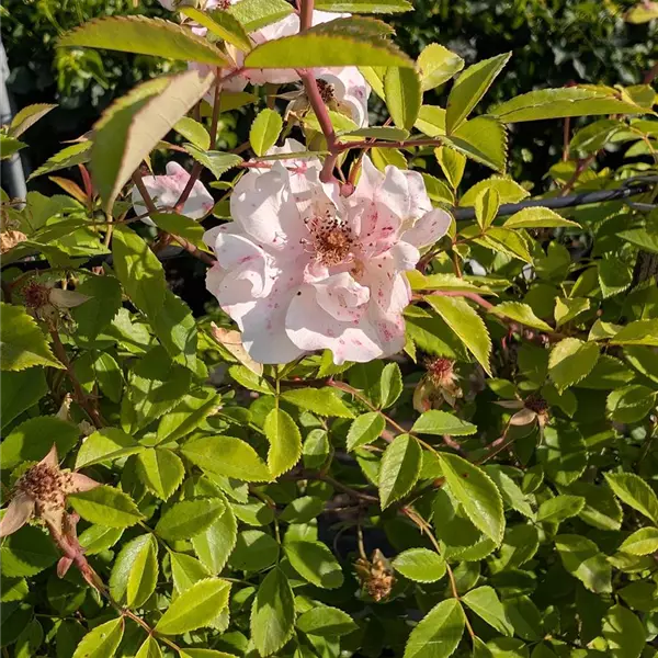 Rosa (Kletterrose) 'Venusta Pendula'