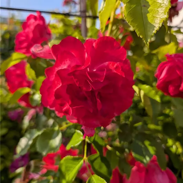 Rosa (Kletterrose) 'Rosarium Uetersen'