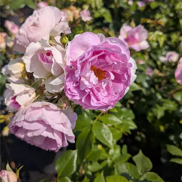 Rosa (Strauchrose) 'Saphir'