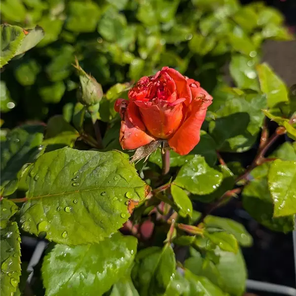 Rosa (Teehybride) 'Christoph Colomb'