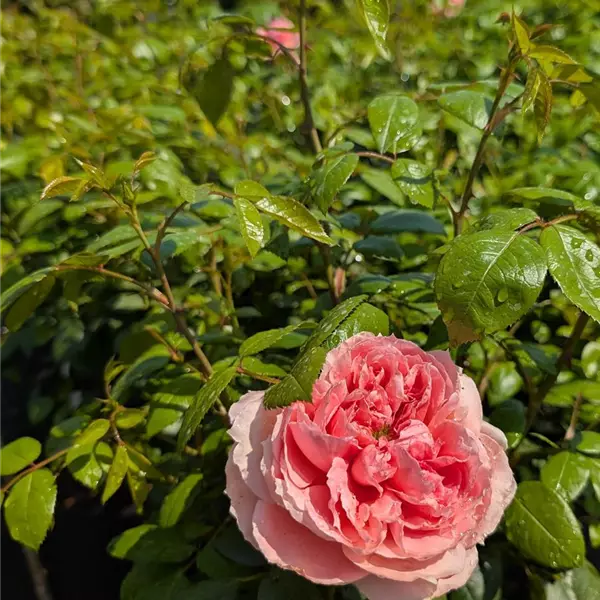 Rosa (Teehybride) 'Schöne Maid'