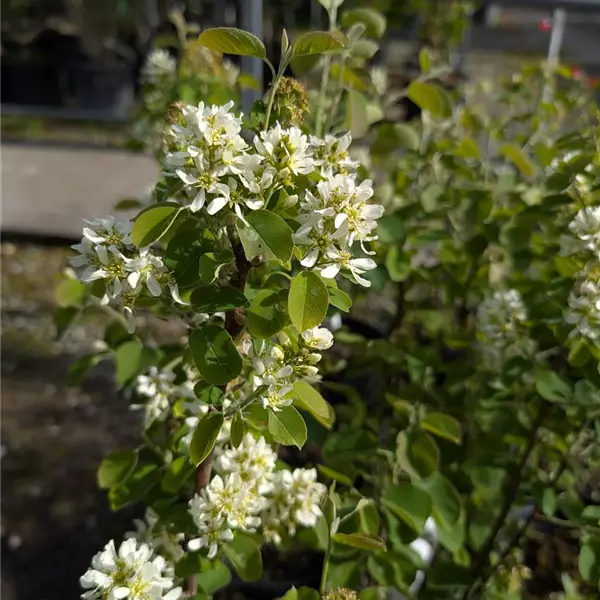 Amelanchier ovalis 'Helvetia'