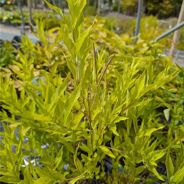 Amsonia tabernaemontana var. salicifolia