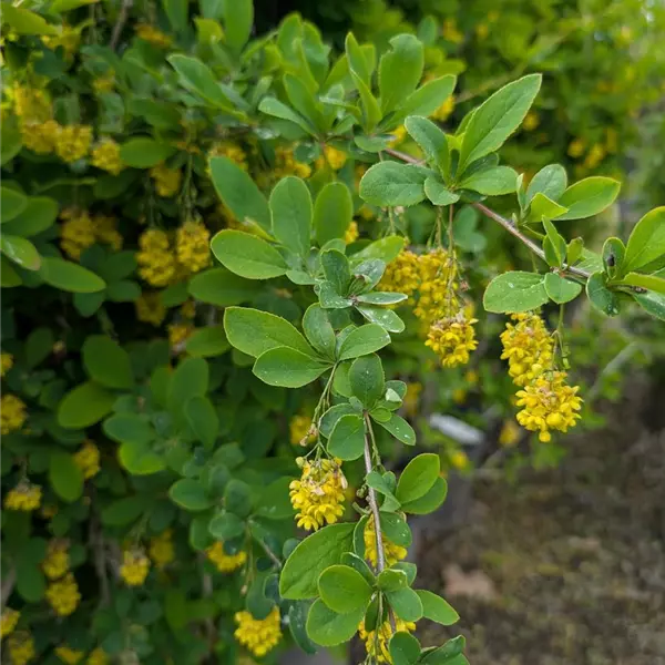 Berberis 'Red Tears'