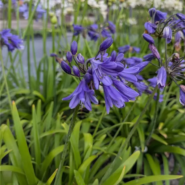 Agapanthus 'Blue Thunder'