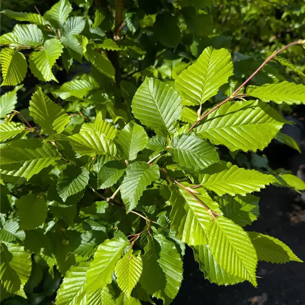 Carpinus betulus
