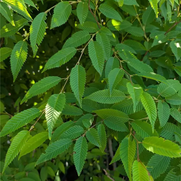 Carpinus japonica