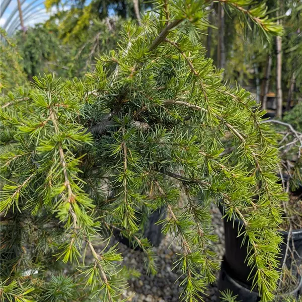 Cedrus deodara 'Prostrata'