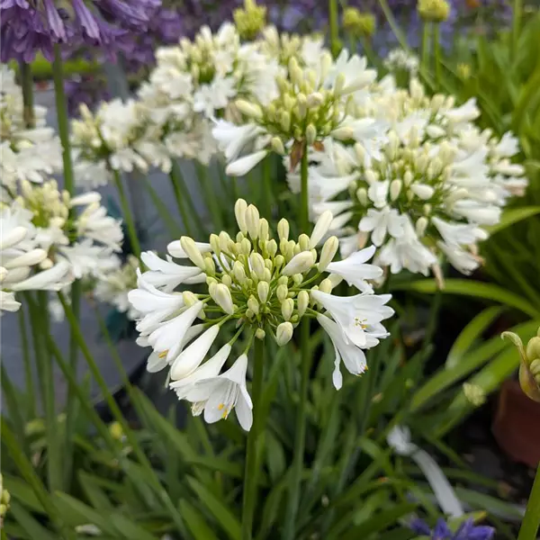 Agapanthus 'Ever White'