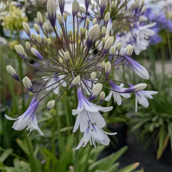 Agapanthus 'Fireworks'