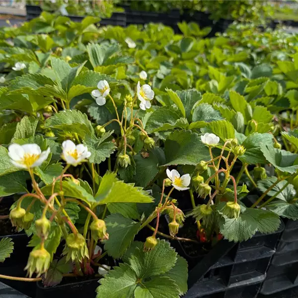 Fragaria ananassa (x) 'Mara des Bois'