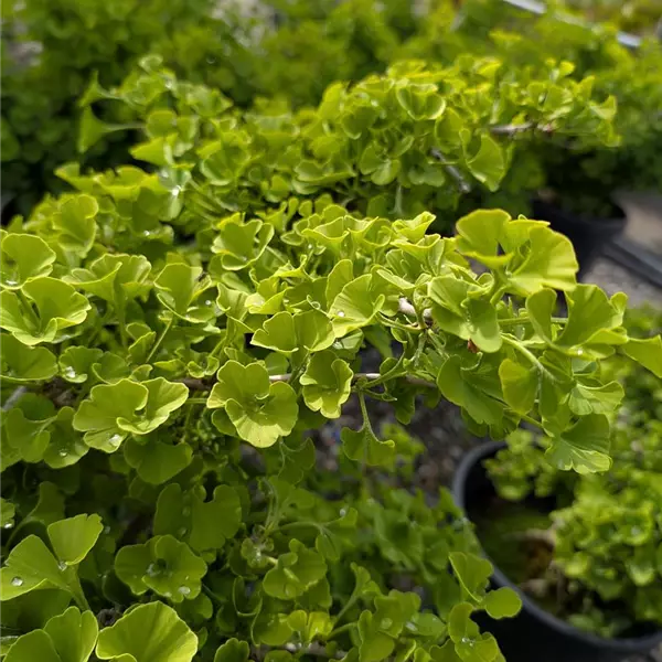 Ginkgo biloba 'Mariken'