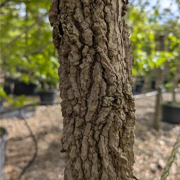 Liquidambar styraciflua