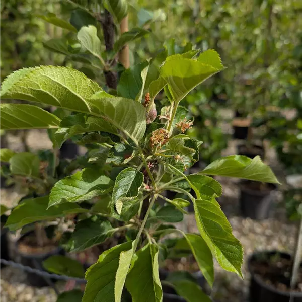 Malus domestica 'Rondo'