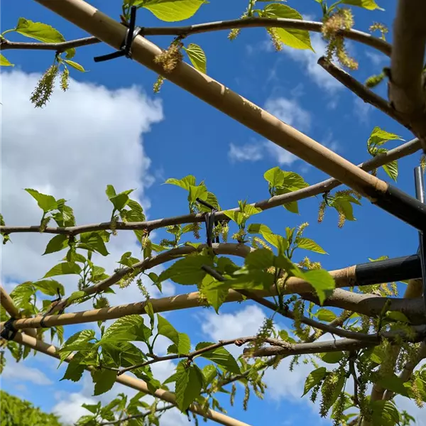 Morus alba 'Fruitless' dachförmig