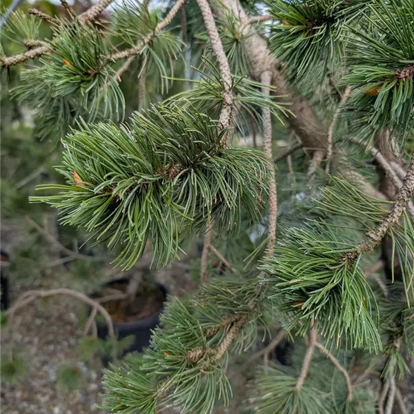 Pinus aristata