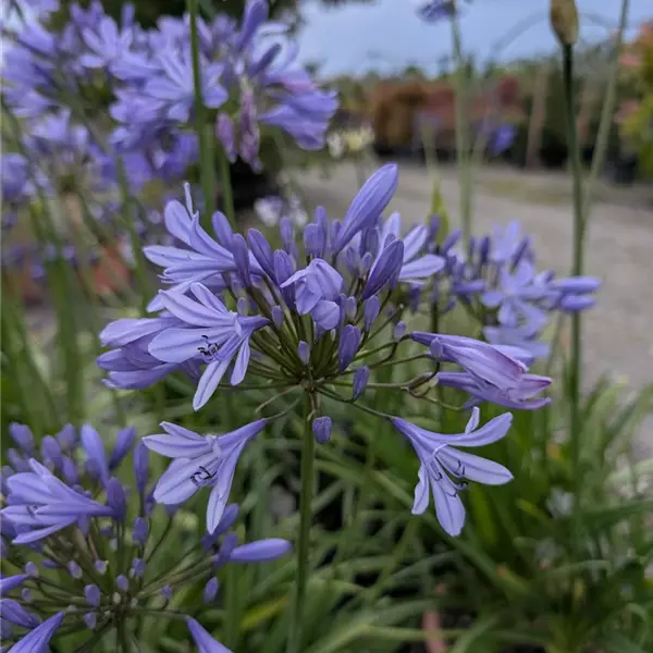 Agapanthus (Funnel-Gruppe) 'Uri'
