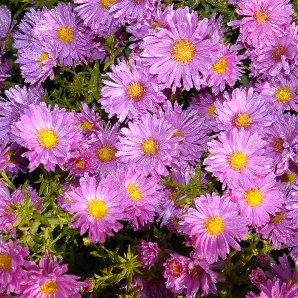Aster (Dumosus-Gruppe) 'Kassel'