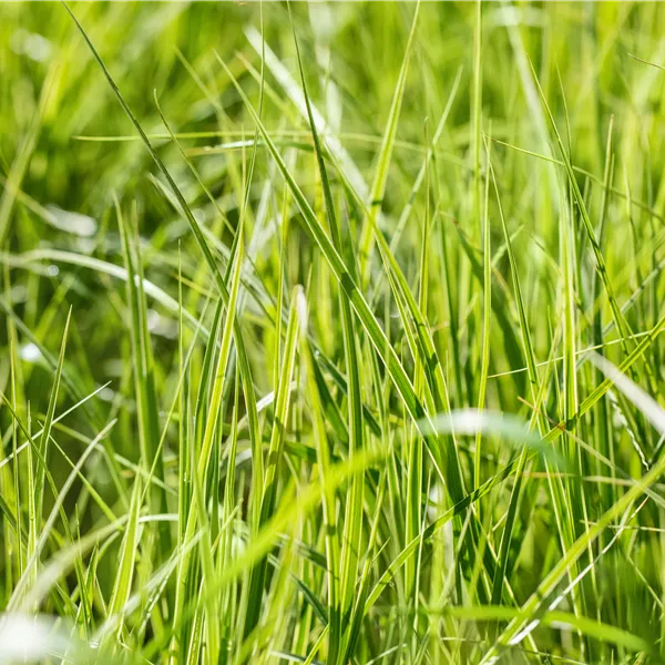 Carex grayi
