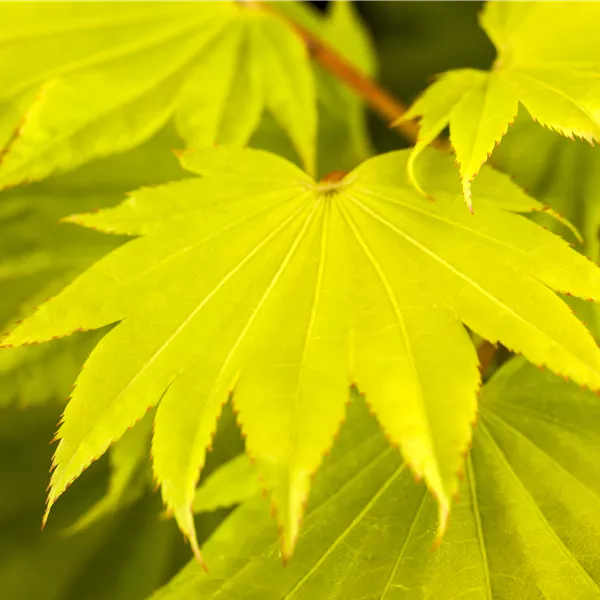 Acer shirasawanum 'Aureum'